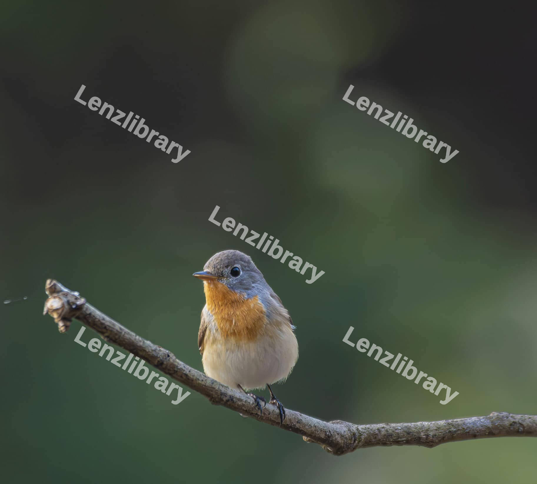 Red-breasted flycatcher sitting on a tree branch